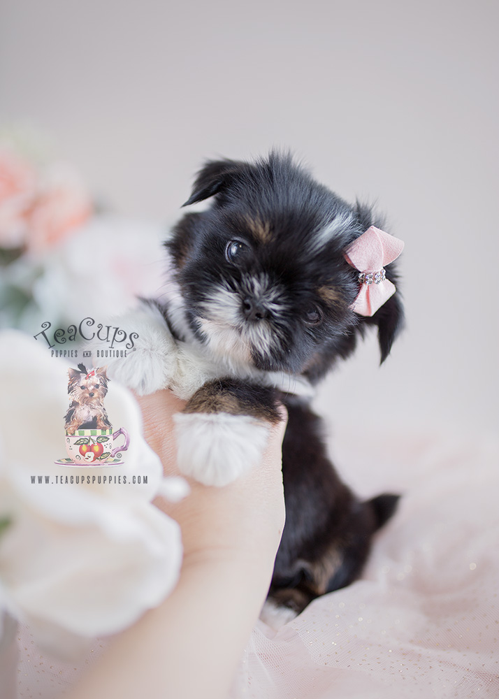 Shih Tzu For Sale South Florida