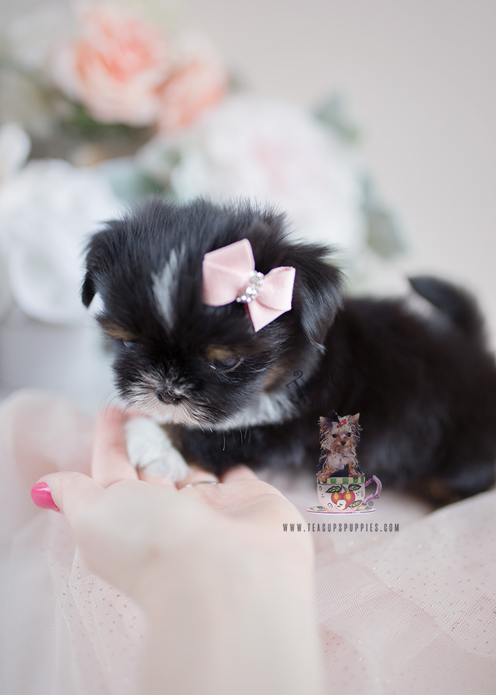 Teacup Puppies and Shih Tzu Puppies For Sale