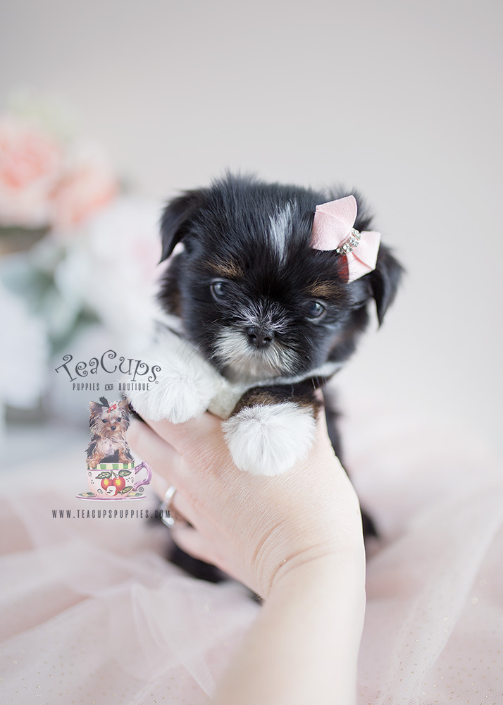 Beautiful Shih Tzu Puppies For Sale