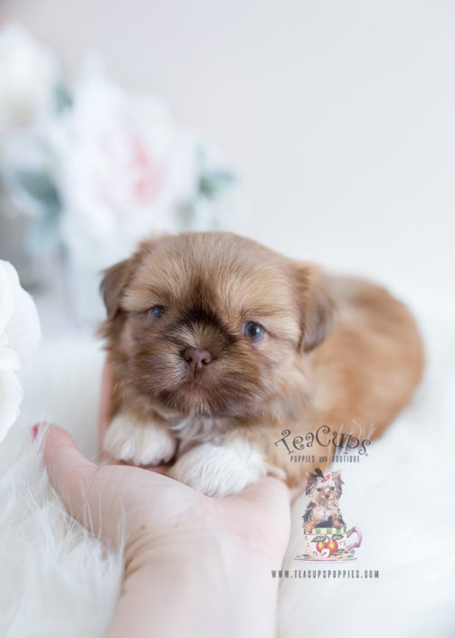 For Sale South Florida #114 Shih Tzu Puppy