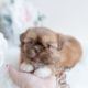For Sale South Florida #114 Shih Tzu Puppy