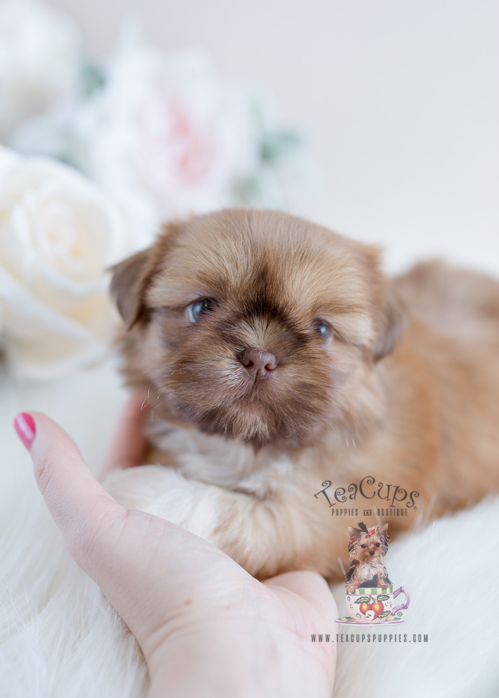 Puppy For Sale South Florida #114 Shih Tzu