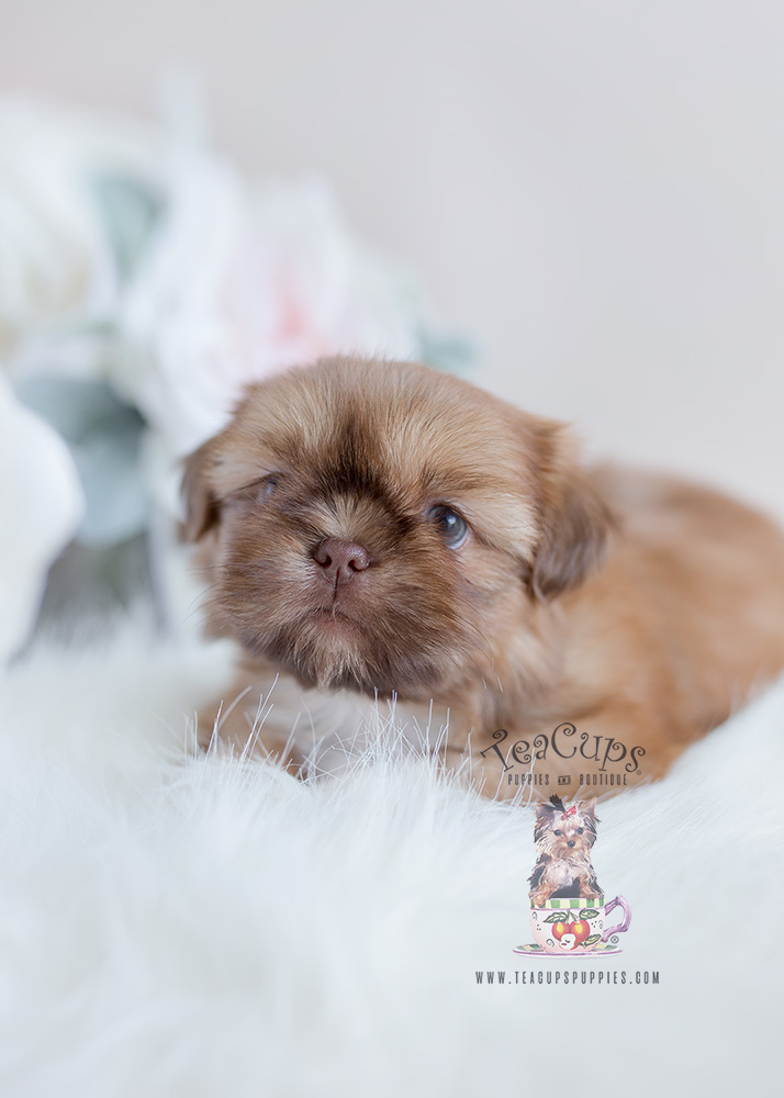 Shih Tzu Puppy For Sale South Florida #114