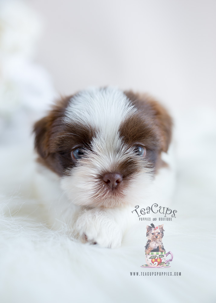 Chocolate and White Shih Tzu Puppy for Sale