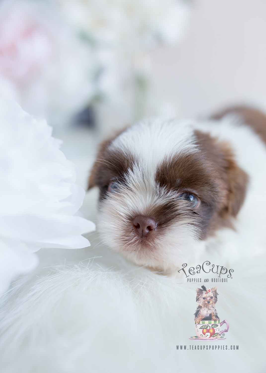 Male Shih Tzu Puppy For Sale