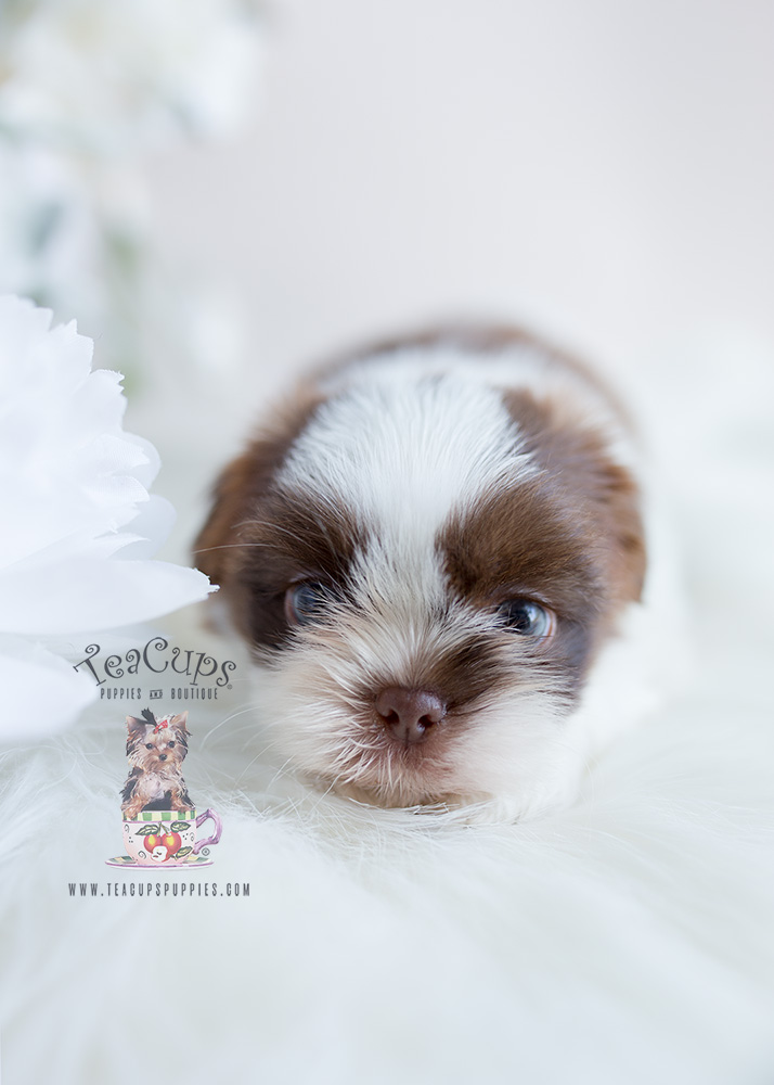 Broward County Shih Tzu Puppies