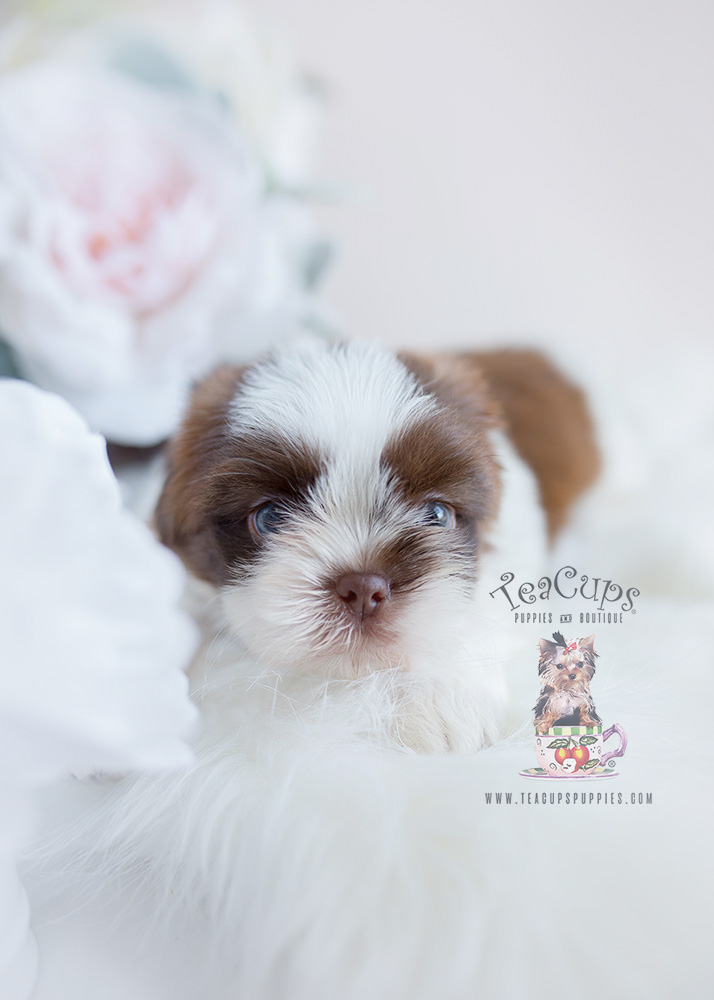 Puppy For Sale Teacup Puppies Shih Tzu