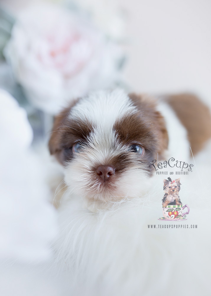 For Sale Teacup Puppies Shih Tzu Puppy