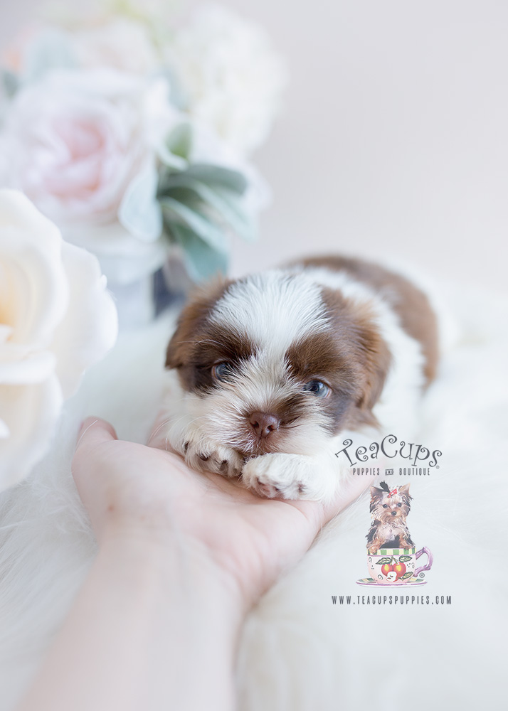 Puppy For Sale Teacup Puppies Shih Tzu