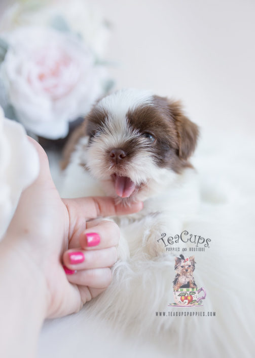 Shih Tzu Puppy For Sale Teacup Puppies