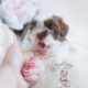 Shih Tzu Puppy For Sale Teacup Puppies