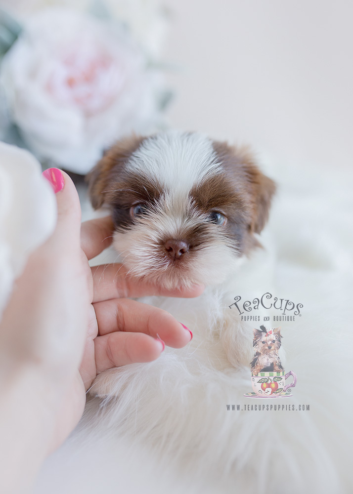 For Sale Teacup Puppies Shih Tzu Puppy