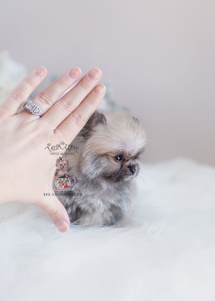 Teacup Pomeranian Puppy For Sale by Teacup Puppies
