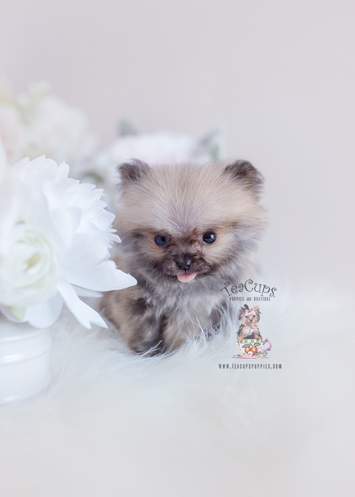 Tiny Teacup Pomeranian