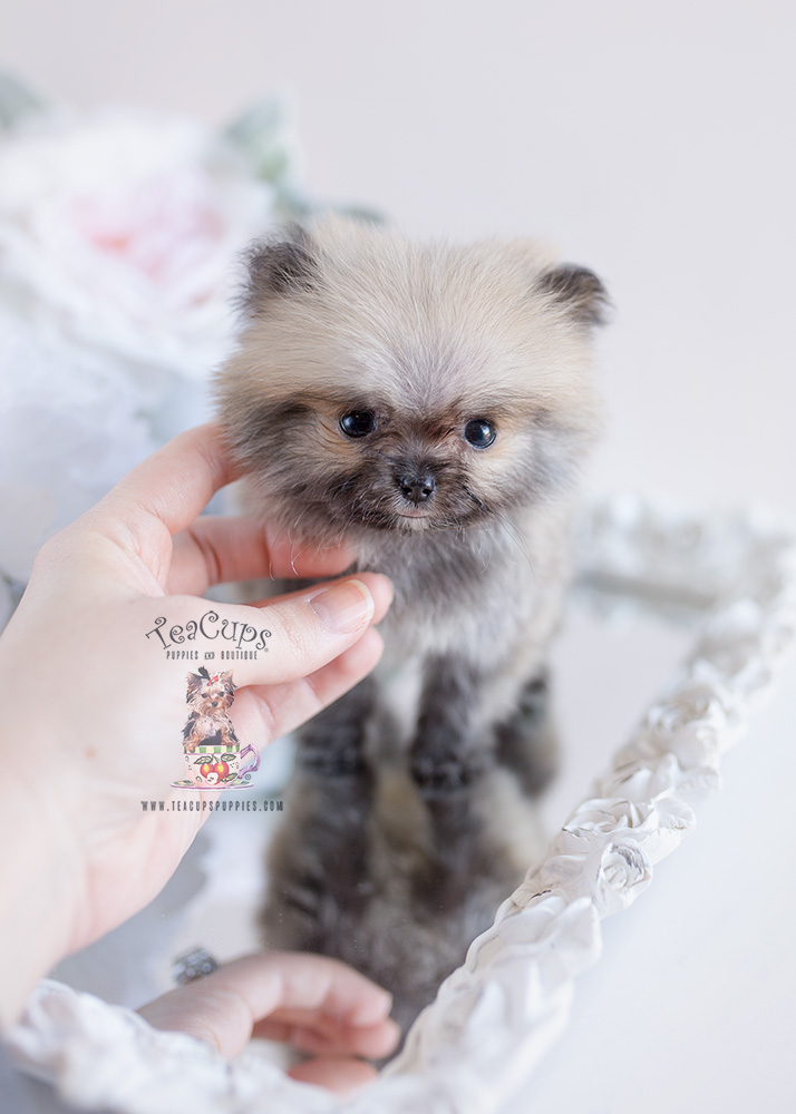 Teacup Pomeranian For Sale #143