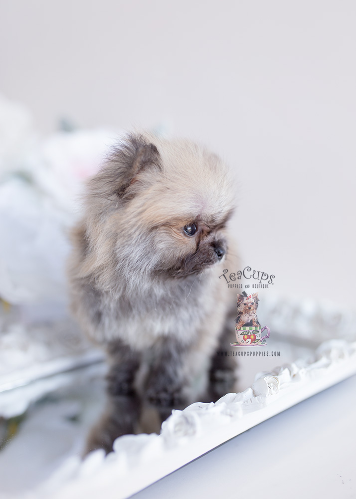 Gorgeous Teacup Pomeranian Paris Hilton Dog