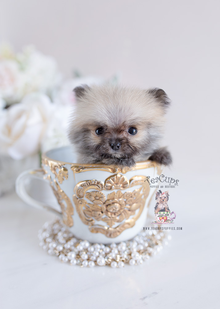 Micro Teacup Pomeranian Puppy For Sale