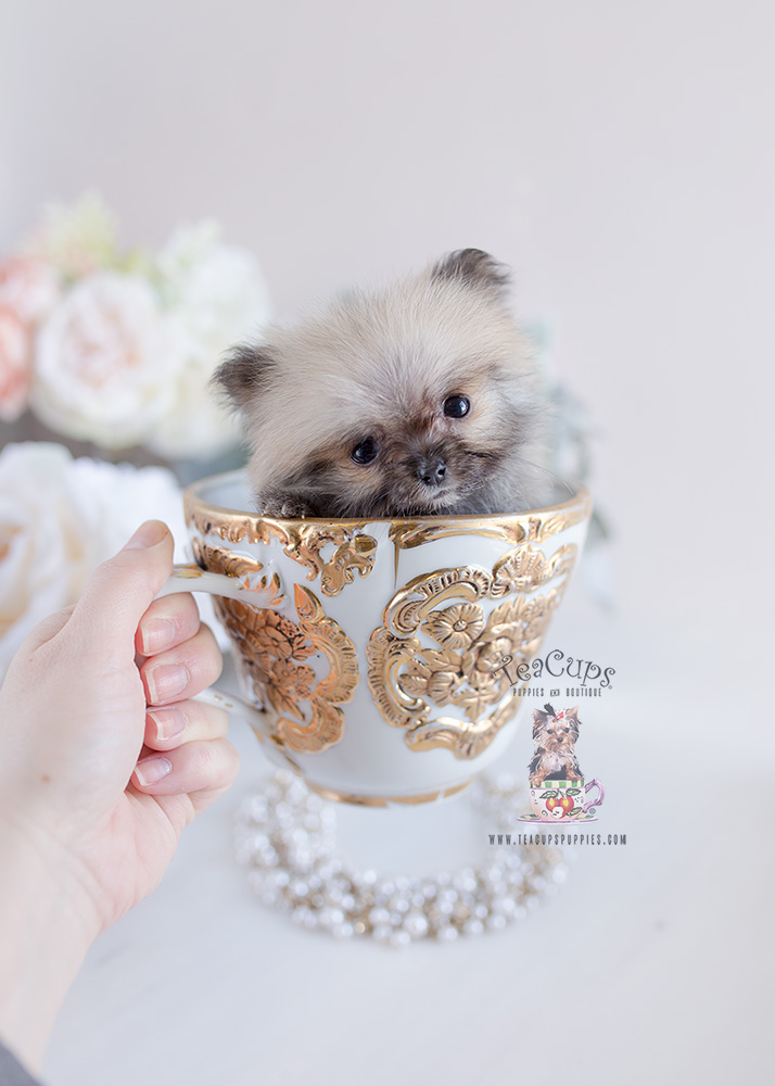 Tiny Micro Teacup Pomeranian Puppies