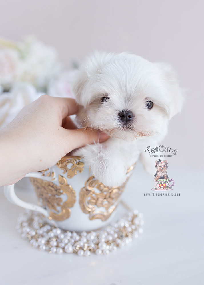 Teacup Puppies Maltese For Sale