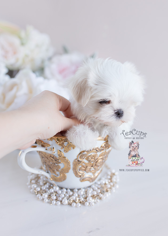 Teacup Puppies and Maltese For Sale