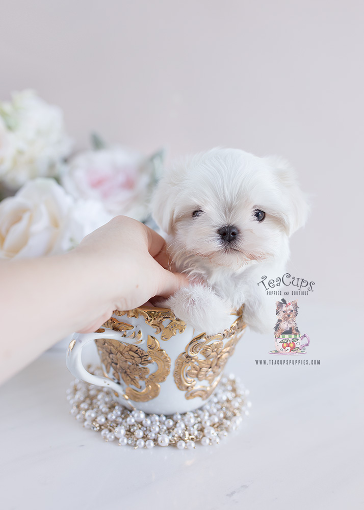 Teacup and Toy Maltese Puppies For Sale