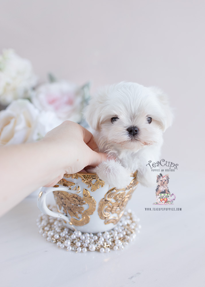 teacuppuppiesmaltesepuppyforsale130d Teacup Puppies & Boutique