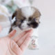Teacup Puppies Shinese Shih Tzu Pekingese Designer Breed Puppy For Sale