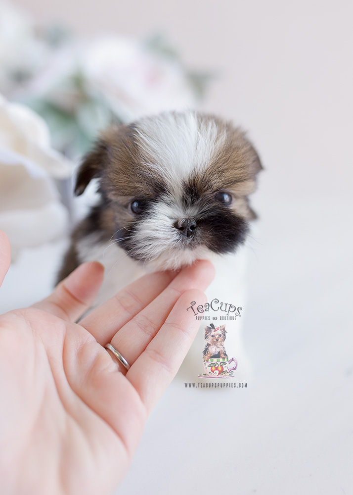 Teacup Puppies Shinese Shih Tzu Pekingese Designer Breed Puppy For Sale