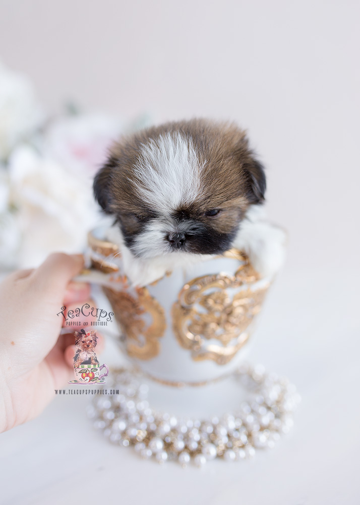 Tiny Teacup Imperial Shih Tzu