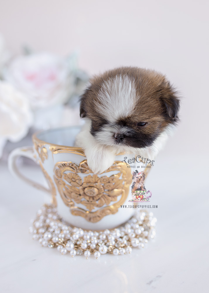 Shih Tzu Puppies For Sale Teacup Puppies