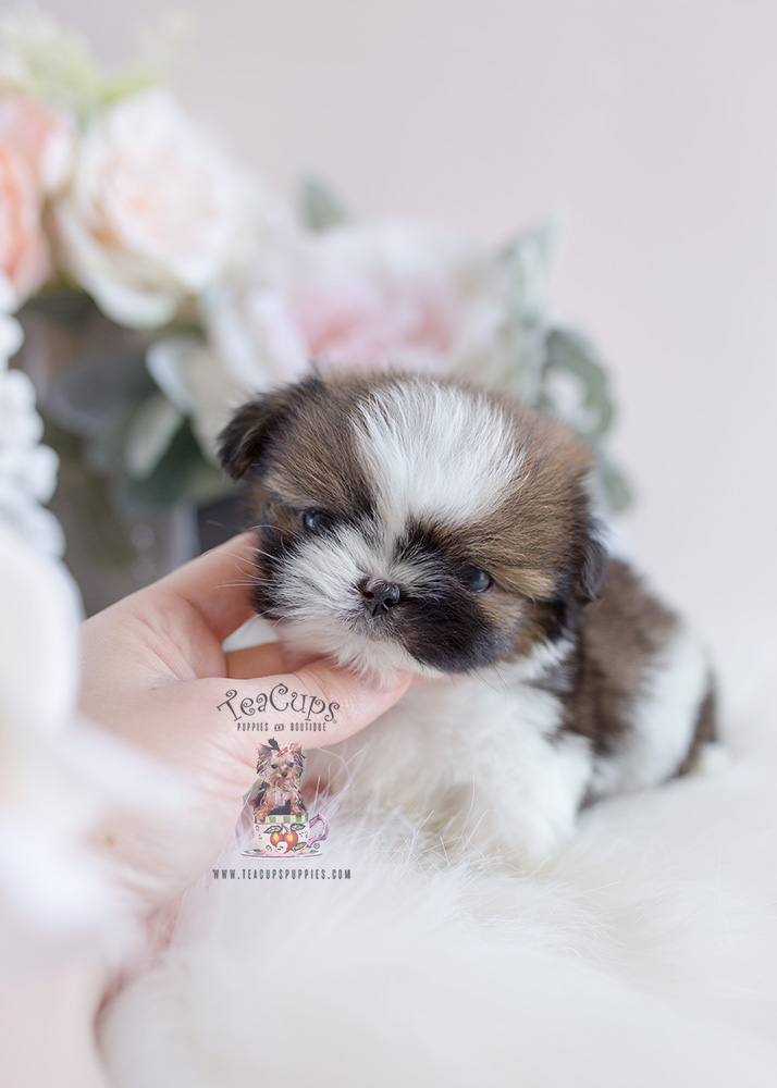 Teacup Puppies: Designer Breed For Sale