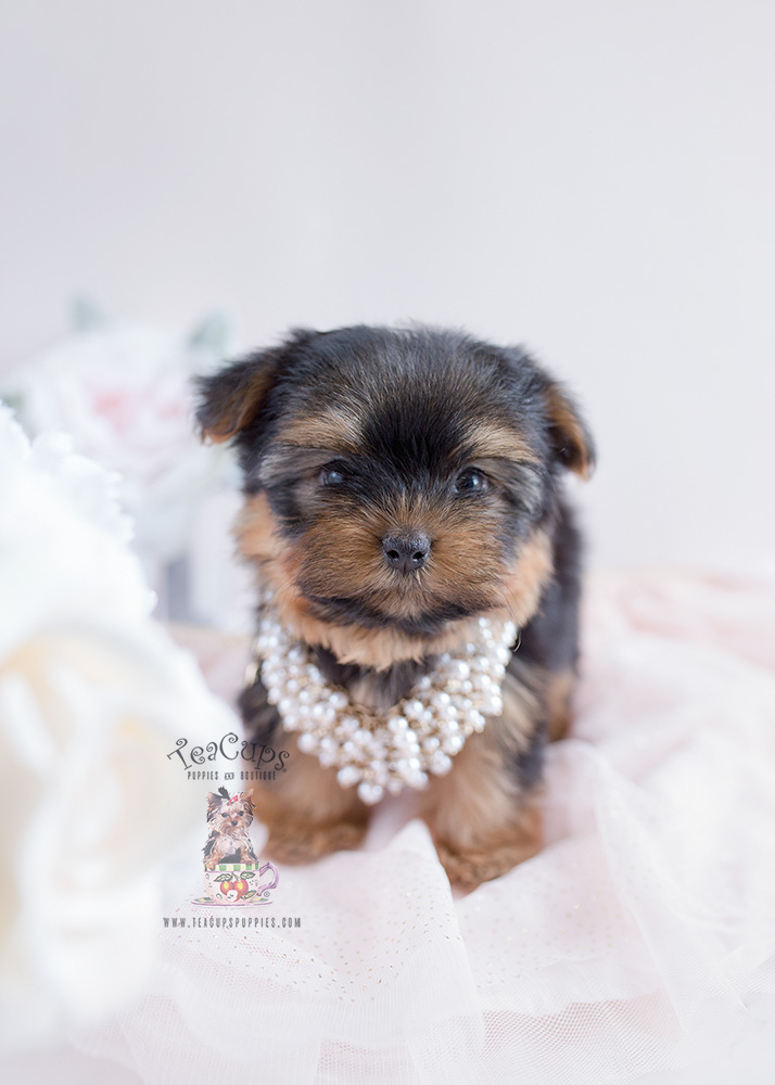 How to purchase a Teacup Yorkie puppy