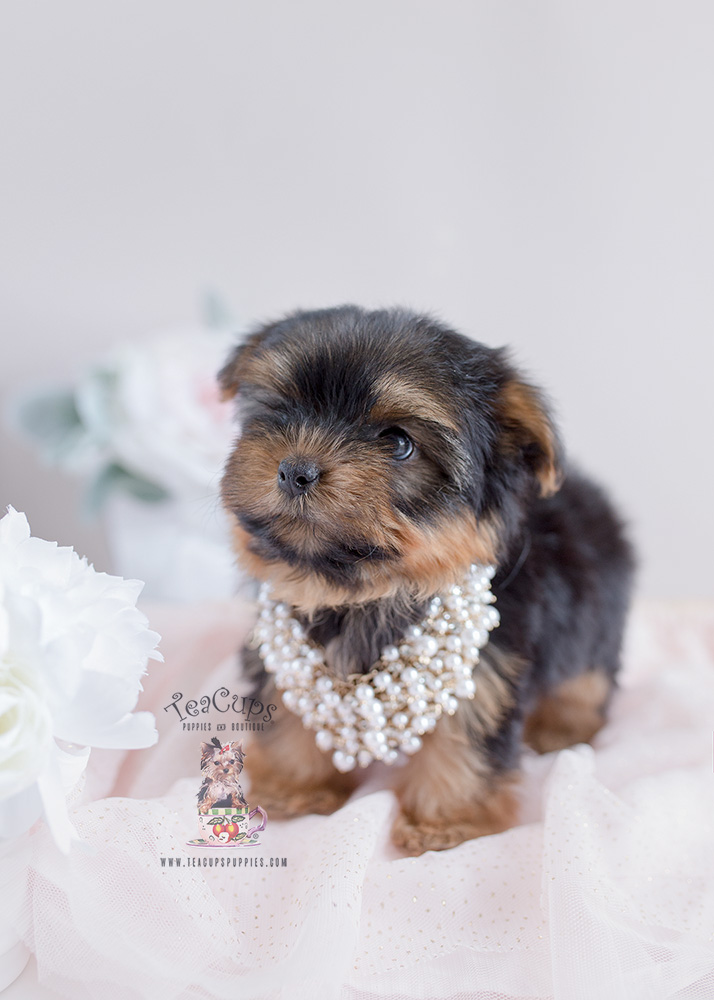 Teacup Puppies Yorkies