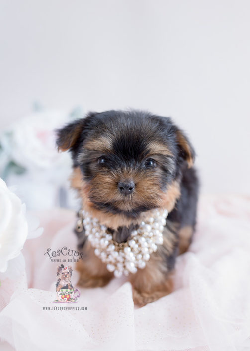 Toy Yorkie Puppy For Sale #129