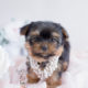 Toy Yorkie Puppy For Sale #129