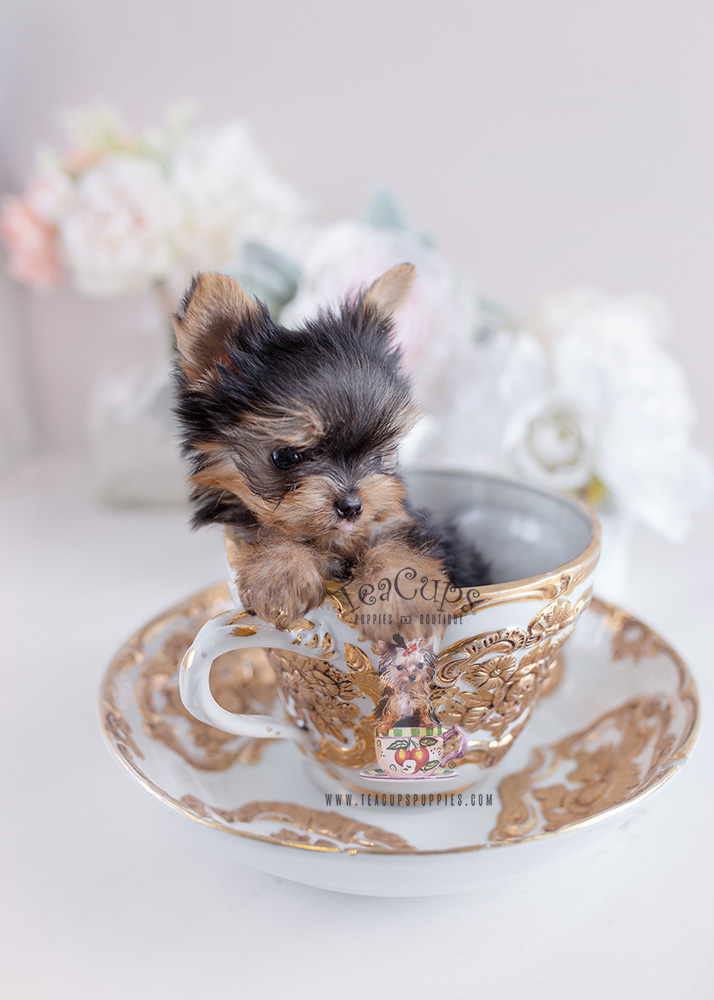 Teacup Yorkie Puppy For Sale Teacups Puppies Itty Bitty