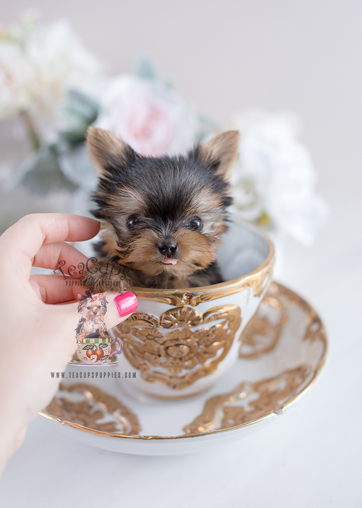 Tiny Teacup Yorkie For Sale Teacup Puppies #108