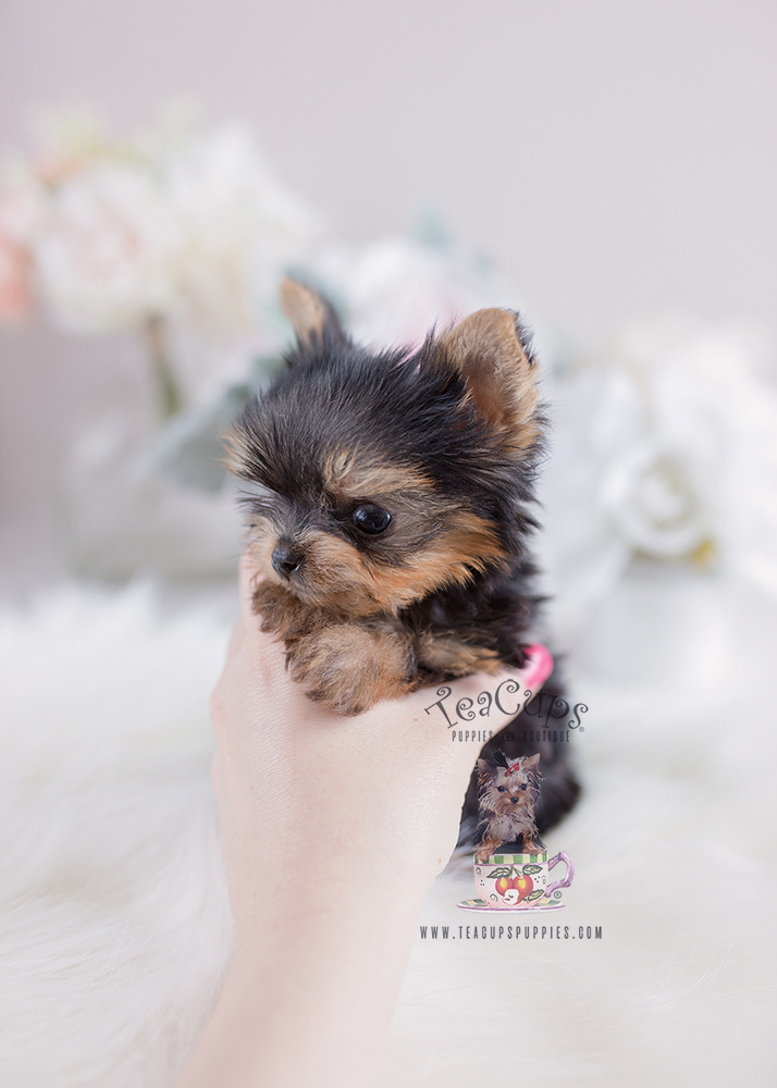 For Sale Teacup Puppies #108 Tiny Teacup Yorkie