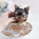 Tiny Teacup Yorkie For Sale Teacup Puppies #108