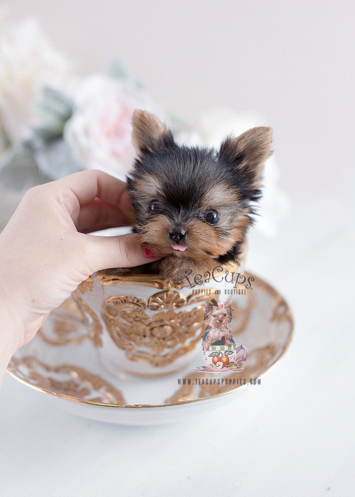 natty teacup yorkies