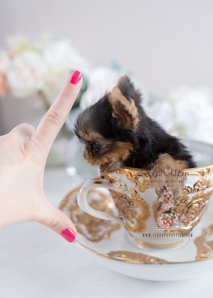 Tiny Teacup Yorkie Teacup Puppies #108 For Sale