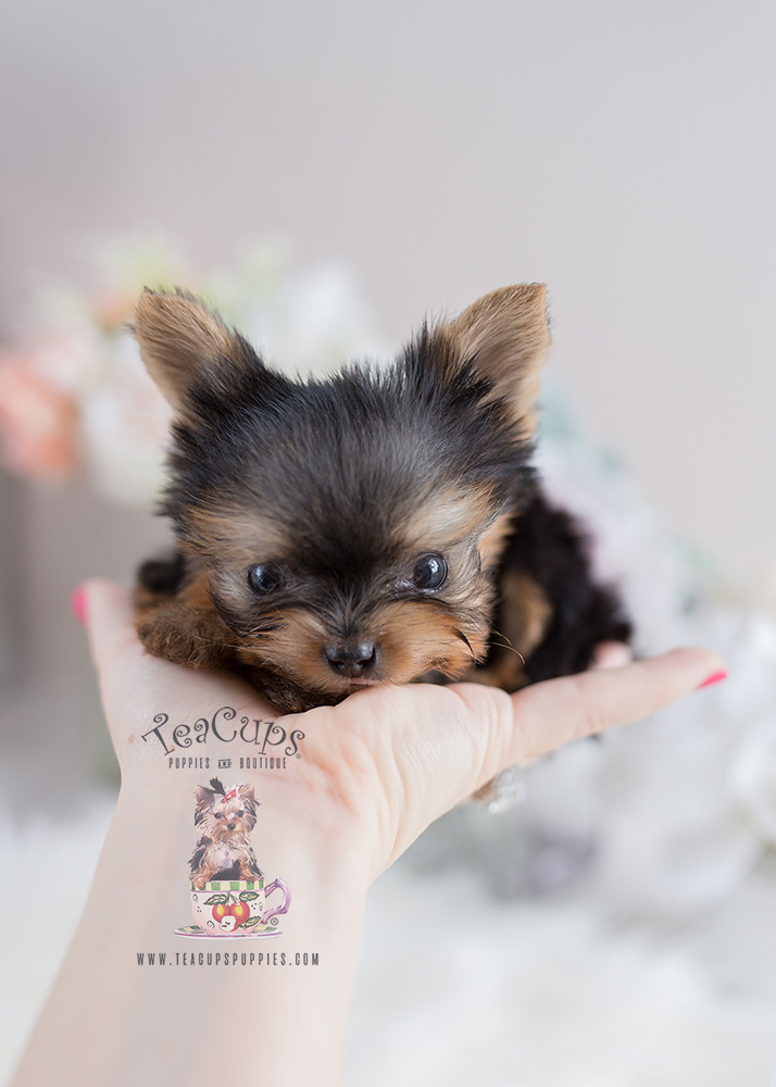 Teacup Yorkie Puppy For Sale Teacups Puppies Itty Bitty