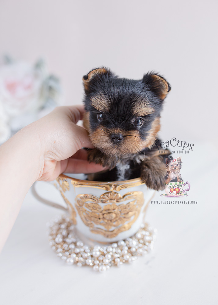 Yorkie Puppy For Sale #137
