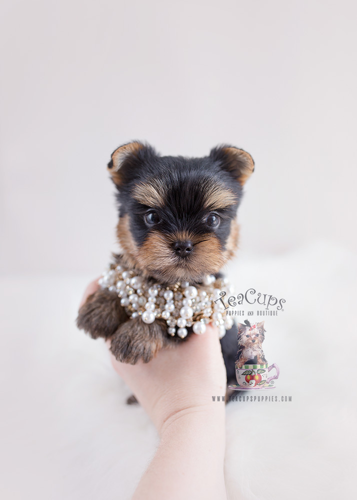 Yorkie Puppies For Sale