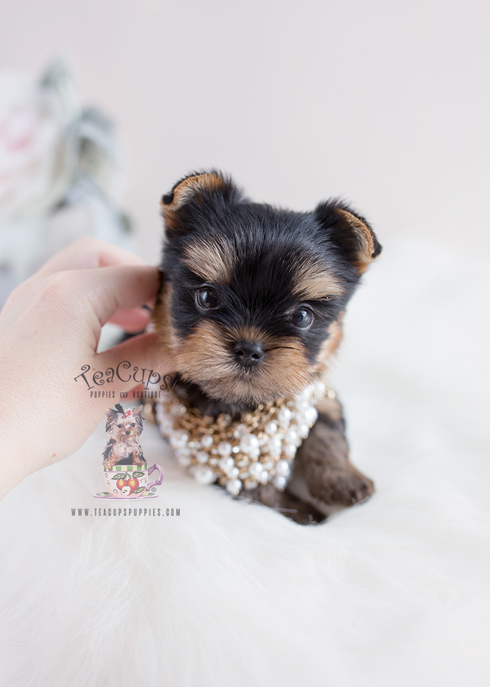 Yorkshire Terrier Puppies For Sale