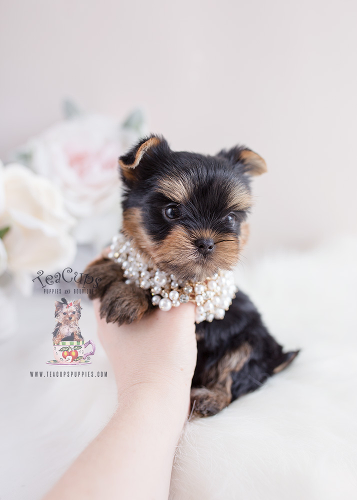 Teacup Yorkie Breeder