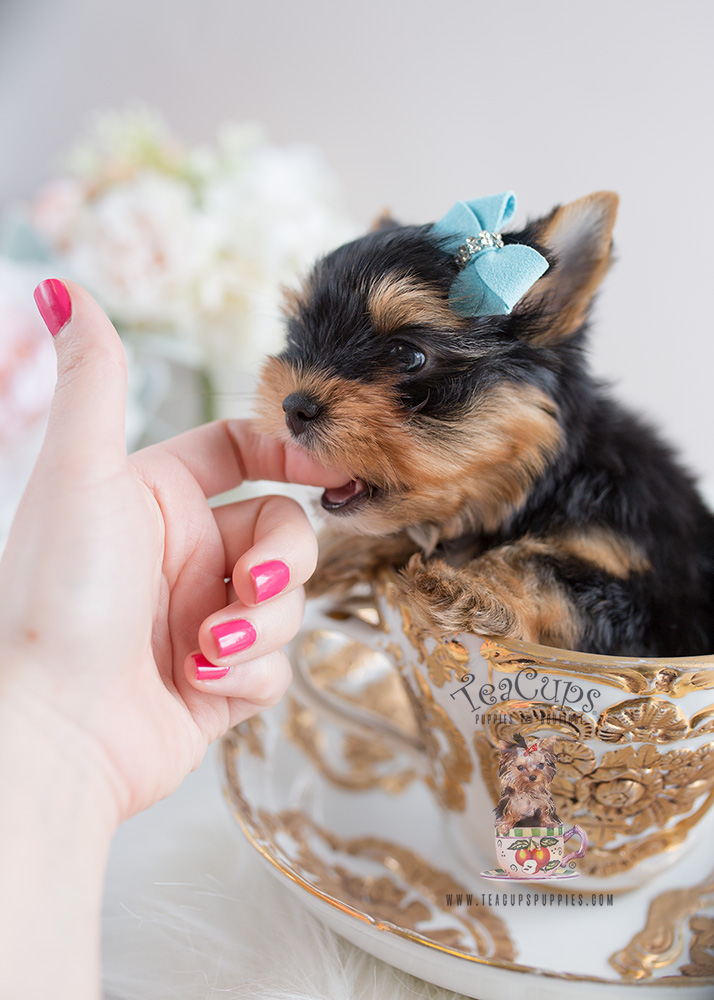 Teacups Puppies Yorkshire Terrier Puppy For Sale