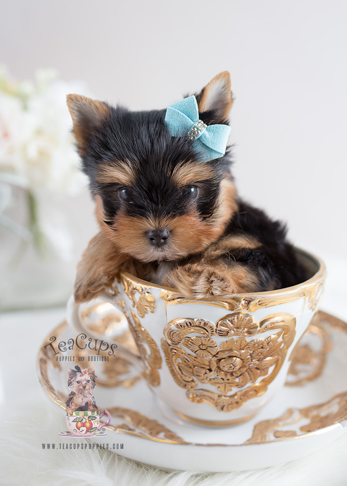 Toy Yorkies For Sale in Broward