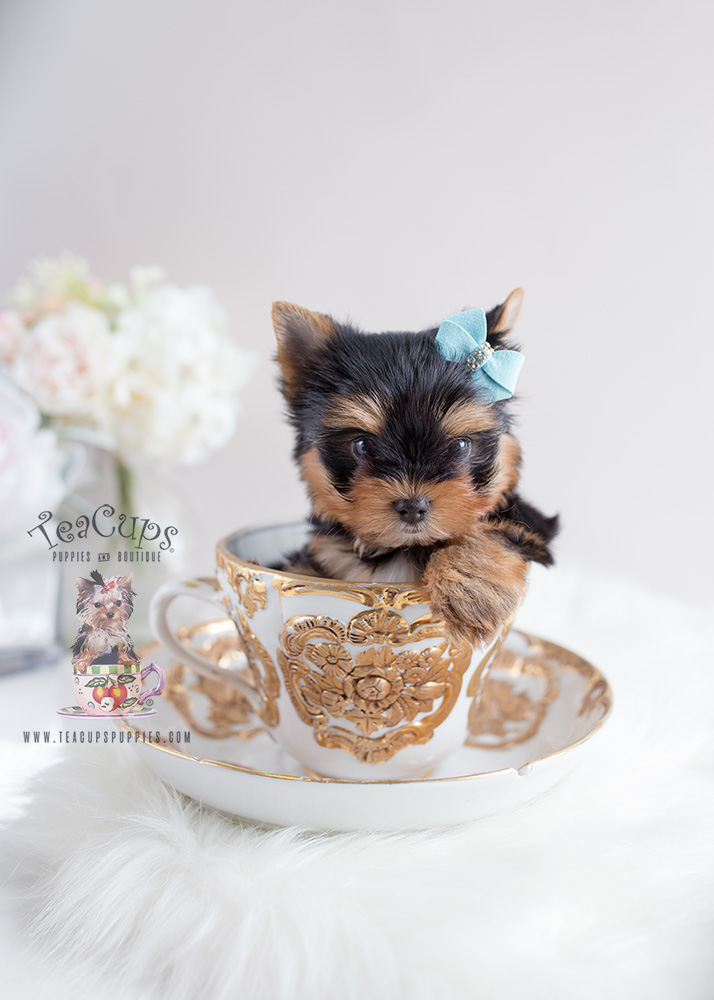 Yorkshire Terrier Puppy For Sale at Teacups Puppies