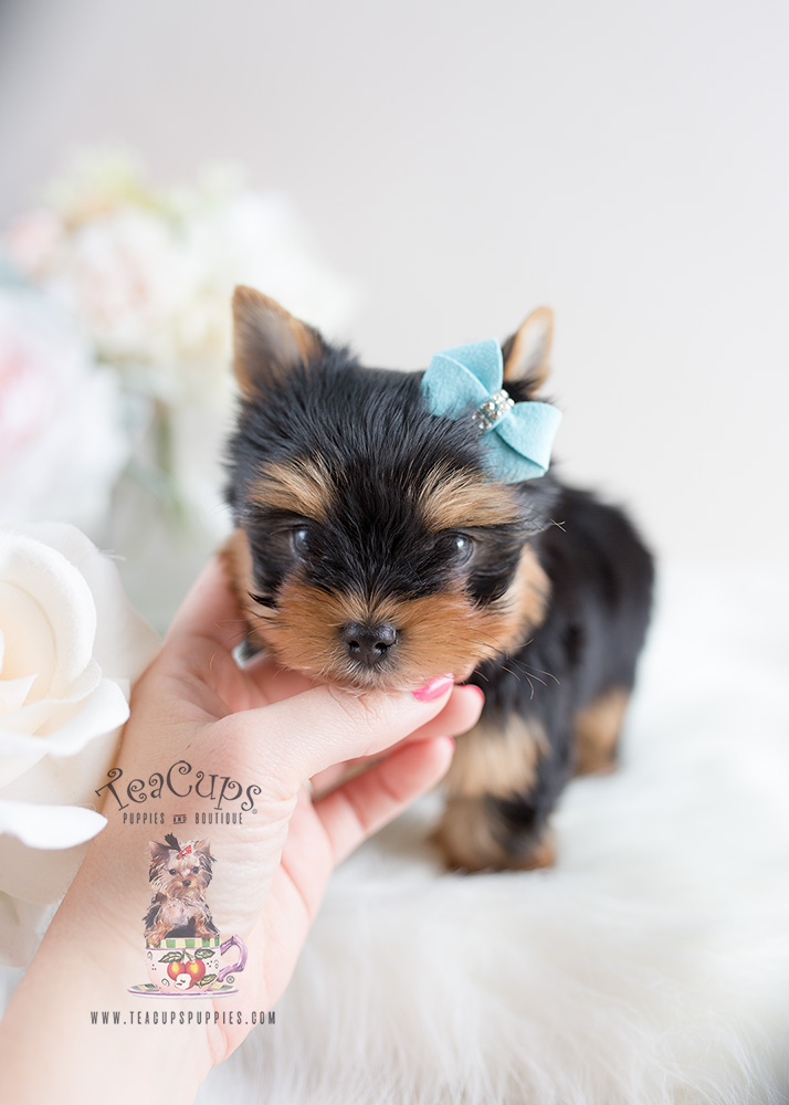 Yorkshire Terrier Puppy For Sale at Teacups Puppies